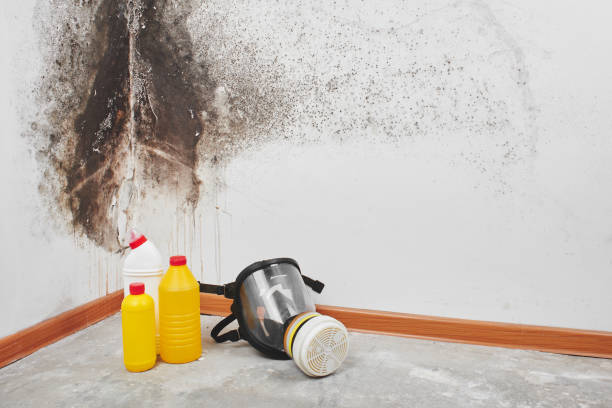 Best Mold Testing and Removal  in Arcadia, WI