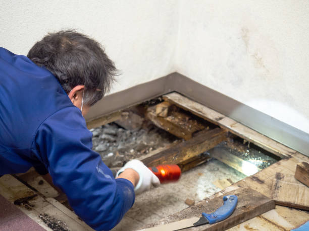Best Mold Remediation  in Arcadia, WI
