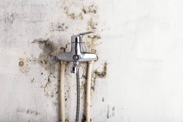 Best Affordable Mold Removal  in Arcadia, WI