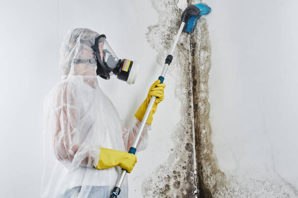 Best Commercial Mold Removal  in Arcadia, WI