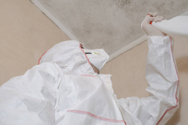 Best Certified Mold Removal  in Arcadia, WI