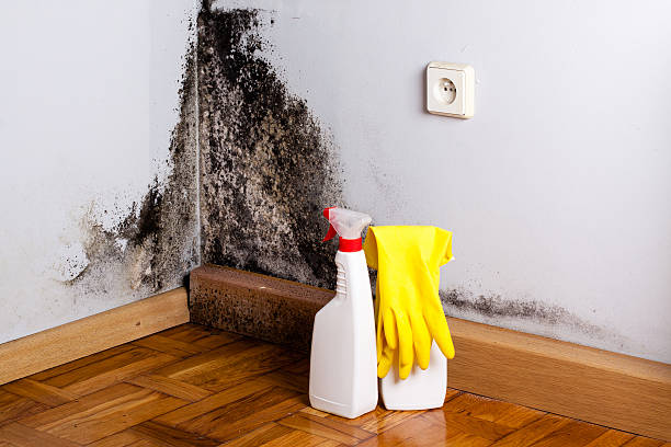 Best Mold Removal Specialists  in Arcadia, WI