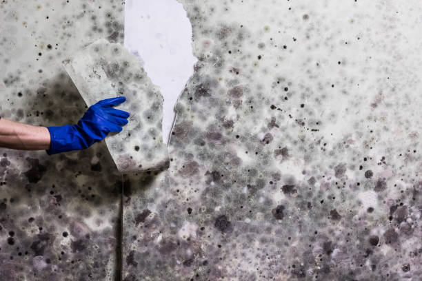 Best Home Mold Removal  in Arcadia, WI
